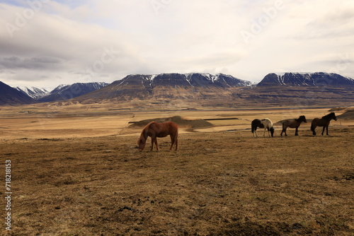 View on a horse in a valley in the Northeastern Region of Iceland © clement
