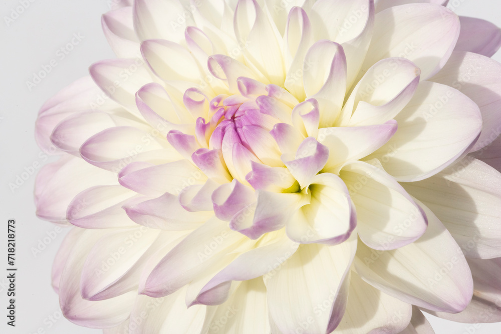 dahlia dahlia