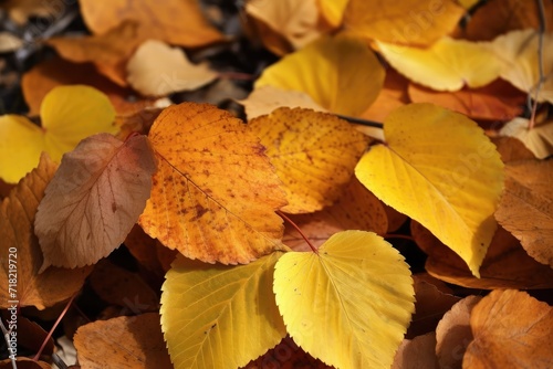Leaves autumn