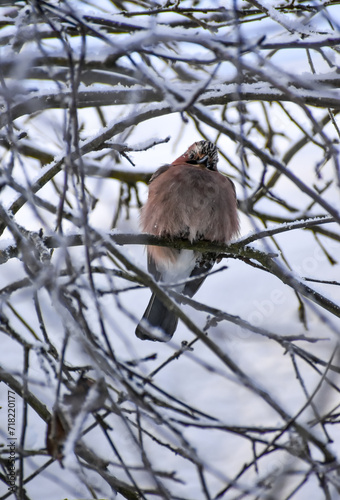 Foto Mockingjay on a branch in January