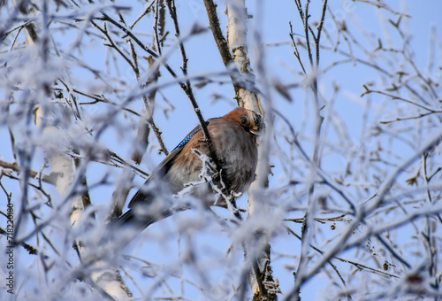 Foto Mockingjay on a branch in January