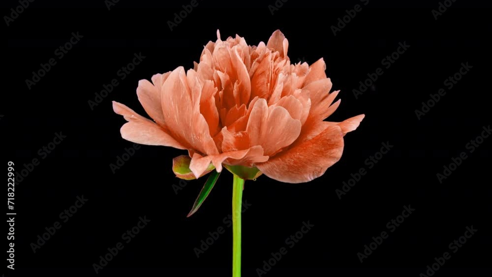 Timelapse of pink peony flower blooming on black background, close-up. Valentine's Day concept. Mother's day, Holiday, Love, birthday background design. 4K, video. Pantone peach Fuzz color of the year
