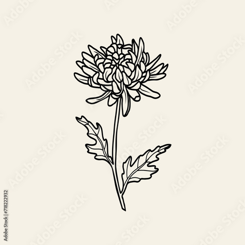 Line art chrysanthemum flower branch