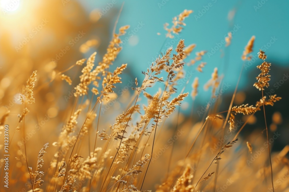 A picturesque image of a field of tall grass with the sun shining in the background. This image can be used to depict the beauty of nature and the tranquility of open spaces