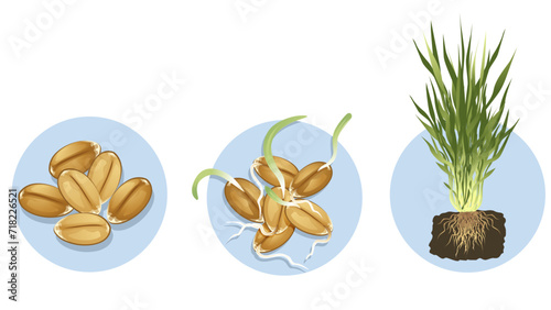 Sprouted young wheat. Wheat ripening steps. Vector illustration.