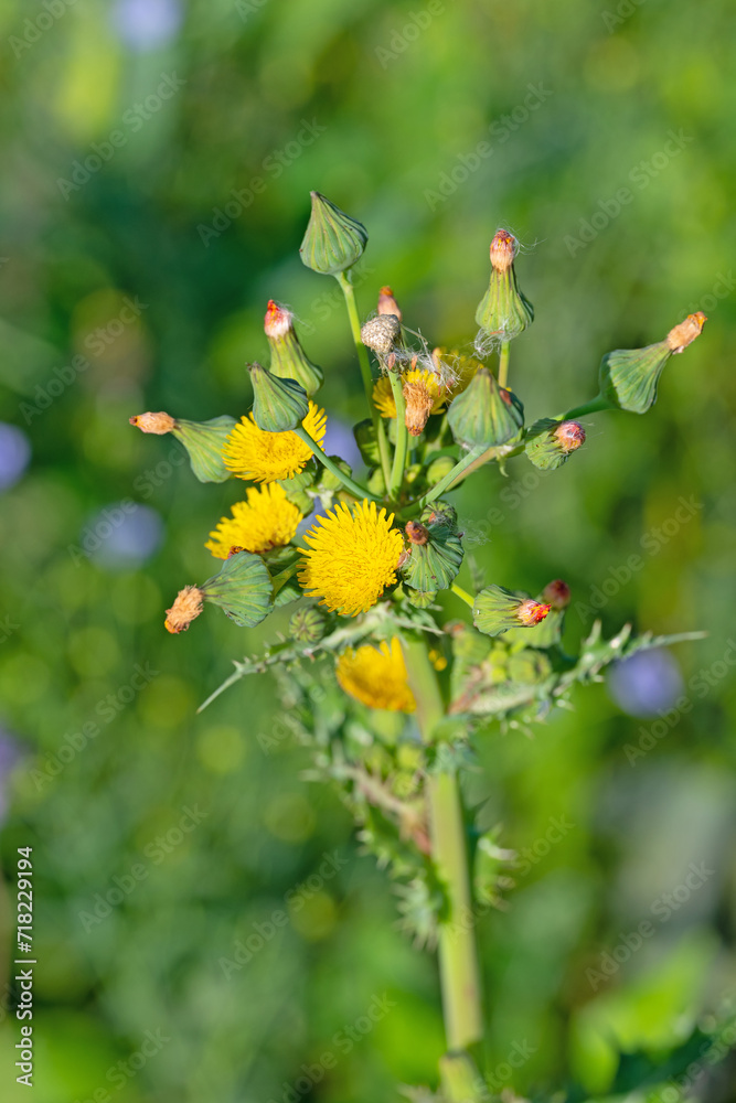Blühende Acker-Gänsedistel, Sonchus arvensis Blühende Acker-Gänsedistel, Sonchus arvensis