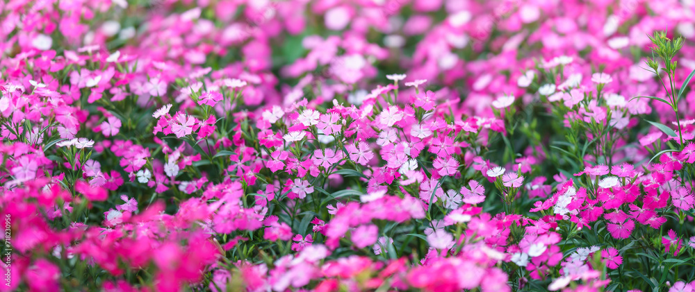 Closeup of pink Dianthus flower under sunlight using as background natural plants landscape, ecology wallpaper cover page concept.