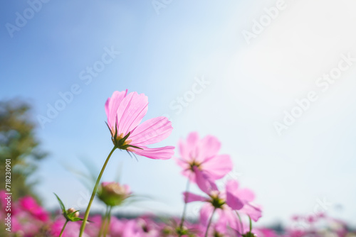 Closeup of pink Cosmos flower with blue sky under sunlight with copy space background natural green plants landscape, ecology wallpaper cover page concept.