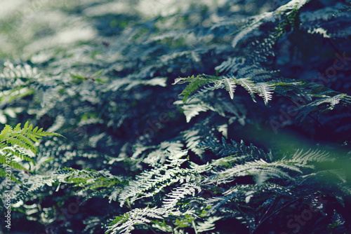 Close-Up Of Native Bracken Ferns In a Shadowy Forest photo