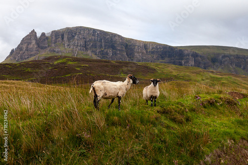 Sheep in a filed