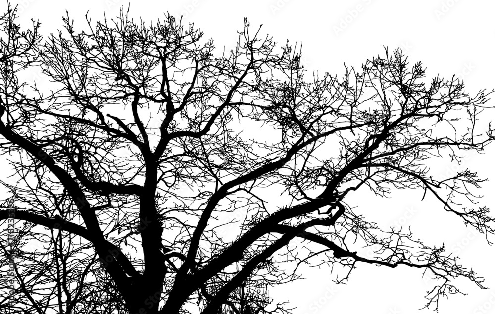 Tree branch silhouette on transparent background Tree branch silhouette on transparent background