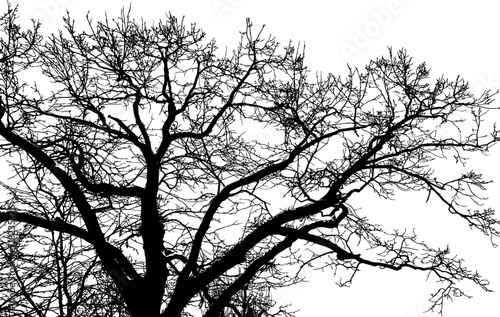 Tree branch silhouette on transparent background