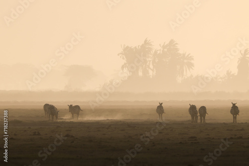 zebras silhouette in the backlit dusty savannah of Amboseli NP