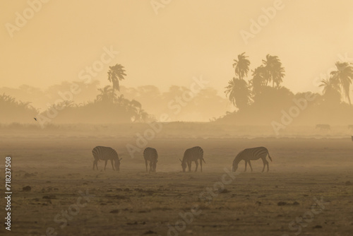 silhouette of zebras in the dust of Amboseli at sunset time