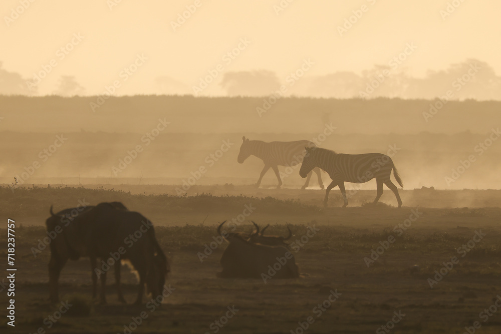 silhouette of zebras in a dusty sunset scene in Amboseli NP