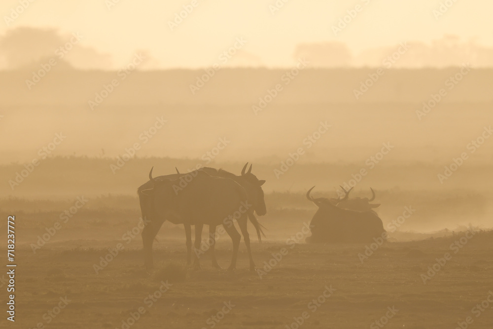 Obraz premium silhouette of wildebeests in a dust storm in Amboseli NP