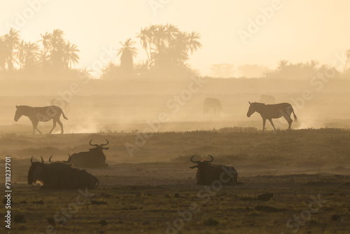 zebras silhouette in the backlit dusty savannah of Amboseli NP