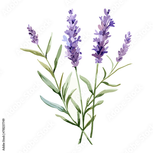Watercolor painting of a beautiful purple lavender flower with leaves and stem  elegantly separated on a white background.