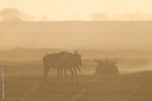 silhouette of wildebeests in a dust storm in Amboseli NP