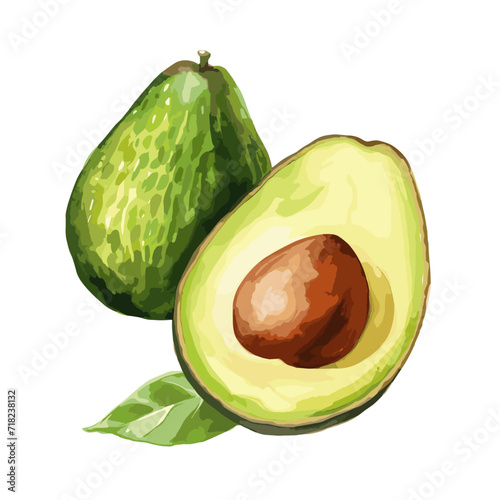 Vector and artistic illustration of an avocado fruit on a white background photo