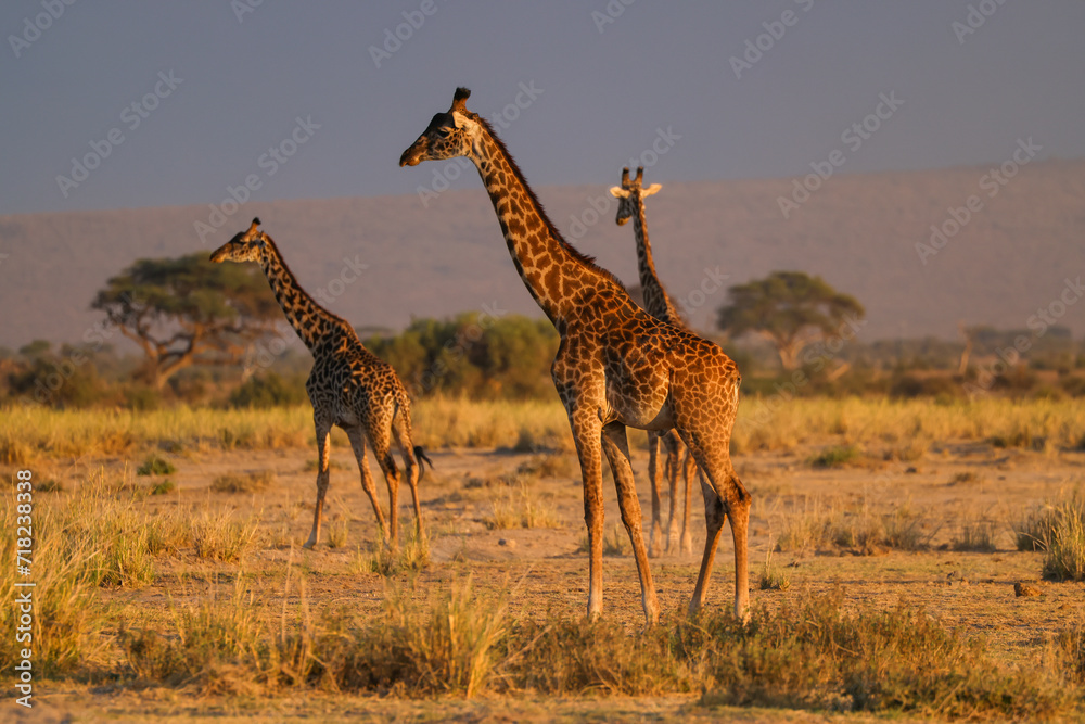 Obraz premium three giraffes in the savannah of Amboseli NP