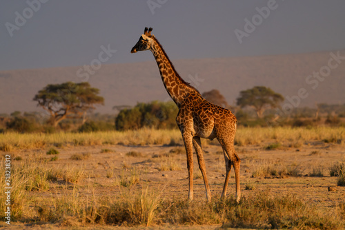 a giraffe at sunset in Amboseli NP