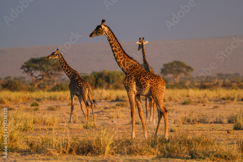 three giraffes in the savannah of Amboseli NP
