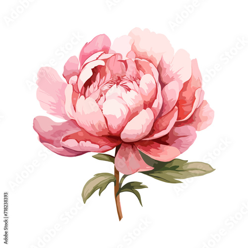 A pink peony flower with green stem and leaves in watercolor, isolated on a white background