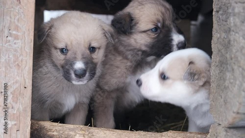 Three little cute puppies. Dogs playing together. Adorable Puppies. Funny pets concept. Cute domestic Pet. Looking at the camera. Happy family of Mixed-raced puppies playing together