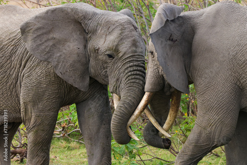 two interacting african elephants in Amboseli NP