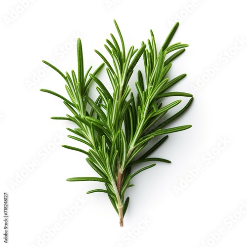 A single piece of  rosemary isolated on white background