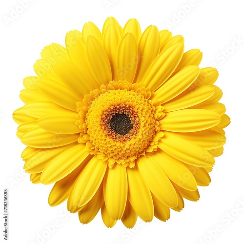 A single piece of  yellow gerbera top view isolated on white  background