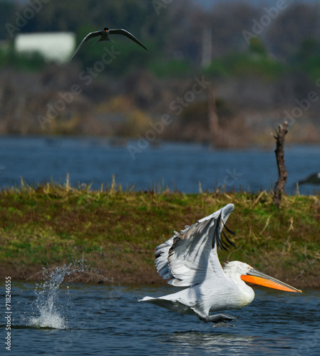 pelican in flight