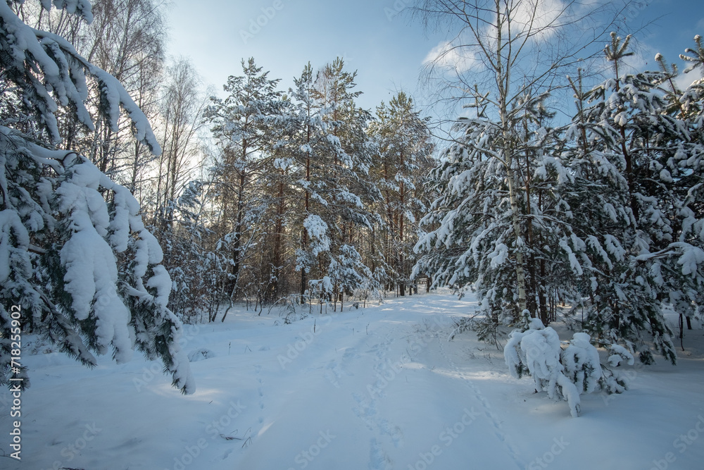 snow covered trees in winter