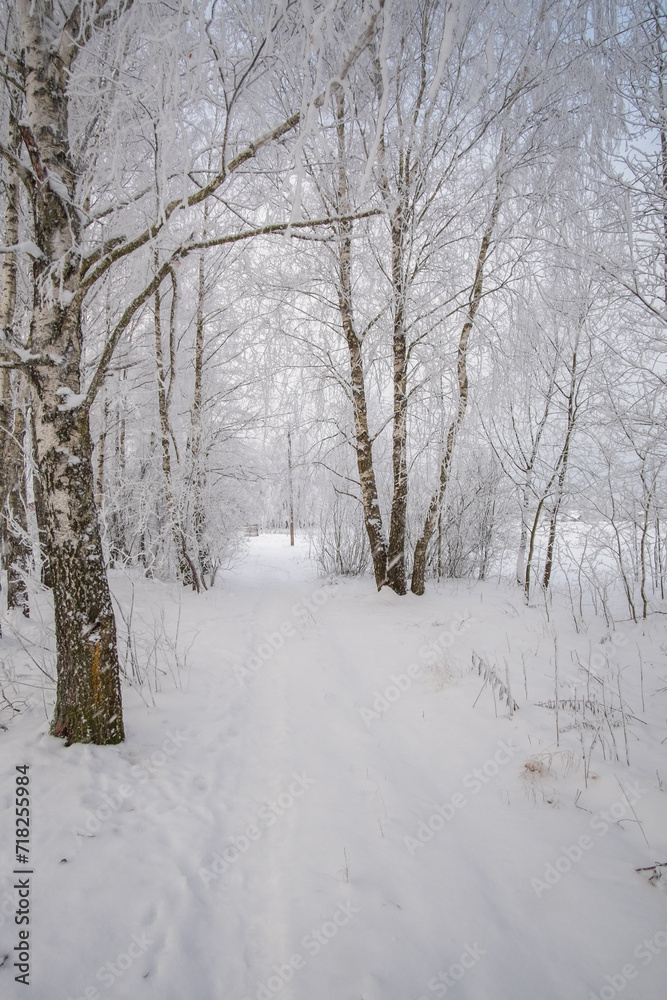 winter in the park