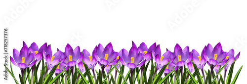 Purple crocus flowers and l...