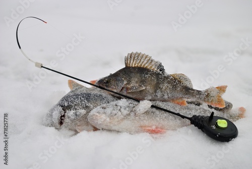 Fototapeta Naklejka Na Ścianę i Meble -  Winter fishing with ice fishing for perch
