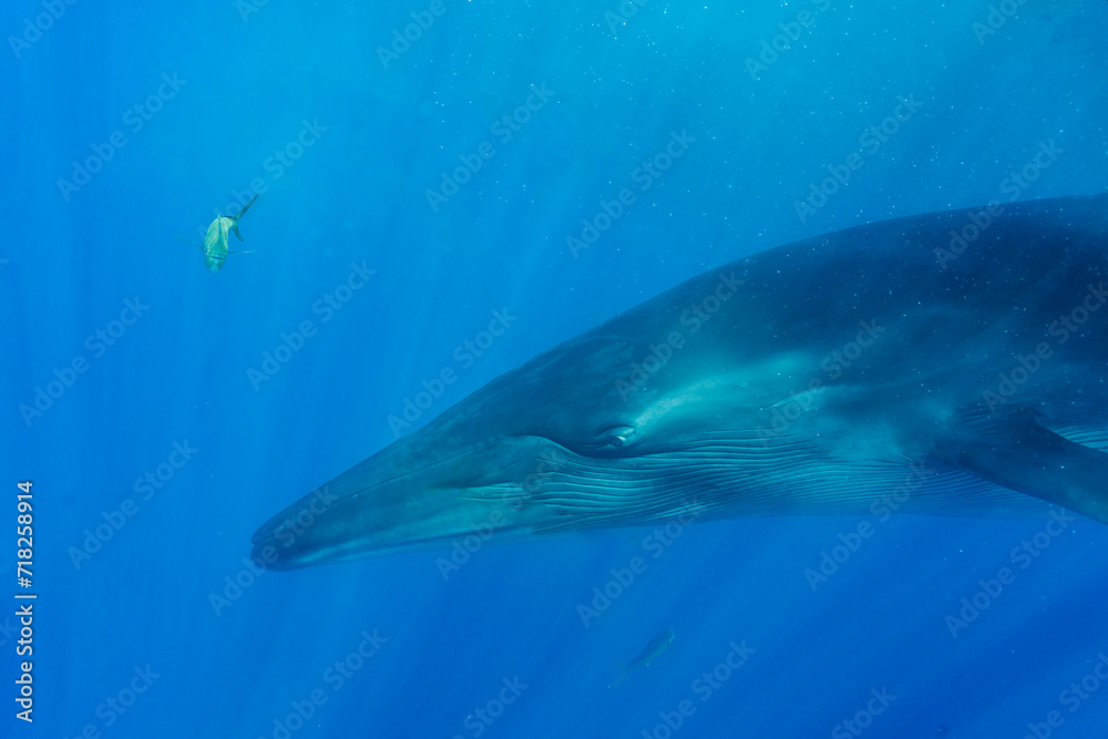 Naklejka premium Bryde's whale, Balaenoptera edeni brydei, in Baja California, Mexico.