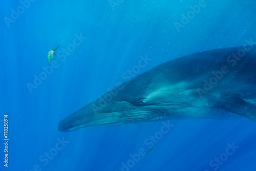 Bryde's whale, Balaenoptera edeni brydei, in Baja California, Mexico.
