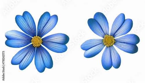 embroidery of blue small daisy flower isolated on white background