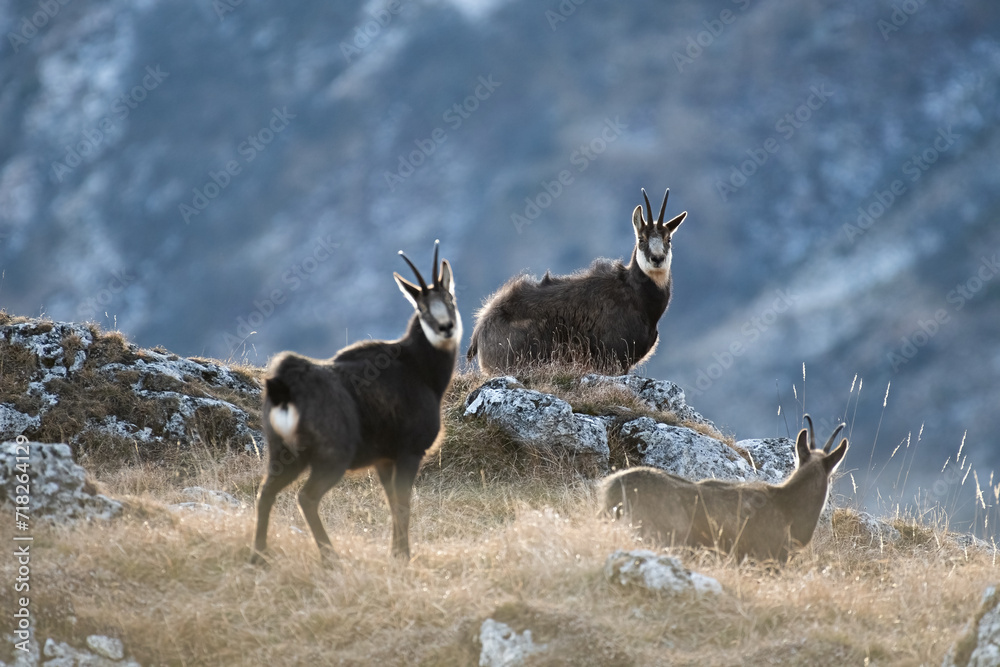 Herd of alpine chamois (Rupicapra rupicapra) at the edge of a cliff as the sun is rising, Alps Mountains, Italy, January. Horizontal.
