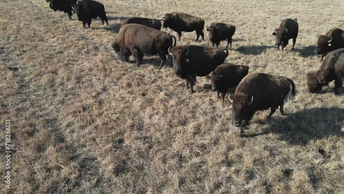 A herd of Bison roaming in Kansas