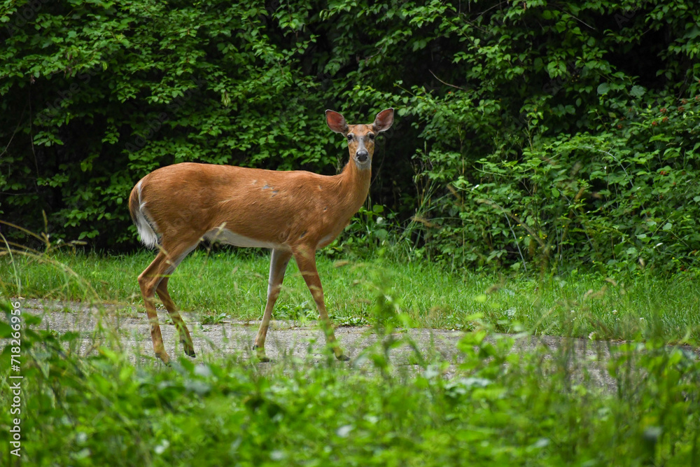 deer in the woods deer in the woods