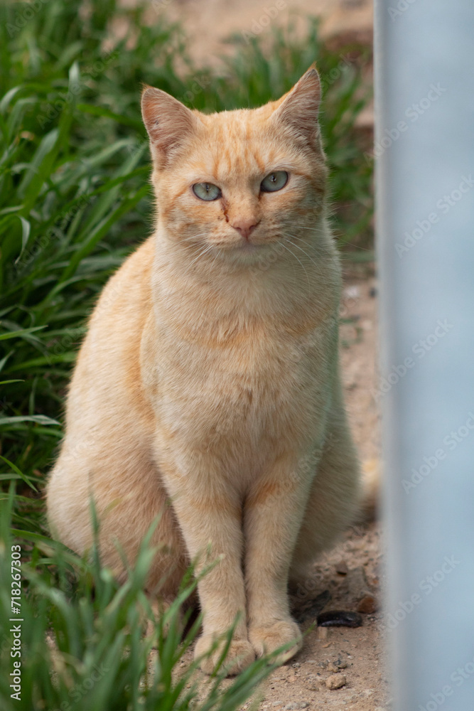 Orange stray cat looking at camera. Orange stray cat looking at camera.