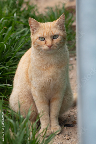 Orange stray cat looking at camera.