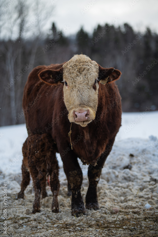 Red hereford cow with freshly born calf outside in winter season in Quebec canada Red hereford cow with freshly born calf outside in winter season in Quebec canada