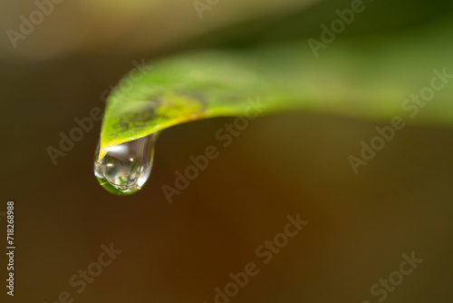 Single raindrop hanging from a green leaf on a winters day, closeup macro photograph
