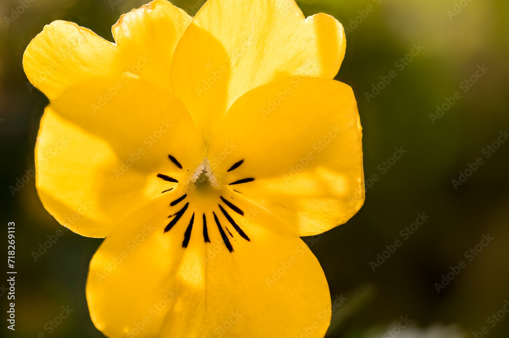 Fototapeta premium Bright yellow Viola flower, back lit by the morning sunlight on a winters day, closeup pansy flower in spring, with yellow ovary, black petals, stamen an stigma