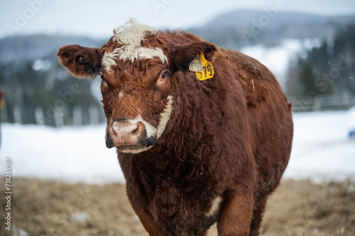 Close up on a red angus cow, hereford mix breed cattle, outside in winter pasture