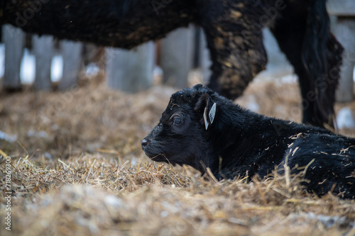Wallpaper Mural Cute black angus calf laying in straw outside in winter pasture with other cows in background. Happy and curious calf. Torontodigital.ca
